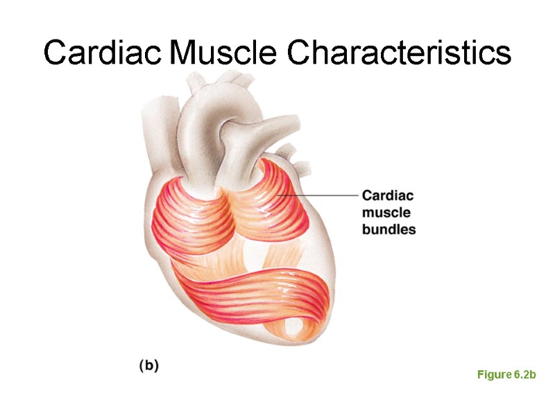 Cardiac Muscle Characteristics Figure 6.2b